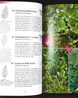 FLOWERING PLANTS AND FERNS OF ICELAND