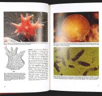 KORALLREVSAKVARIET &ndash; Band 1&ndash;4