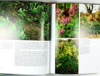 LUNDENS SKUGGA &ndash; H&auml;r v&auml;xer tr&auml;dg&aring;rdens vackraste blommor