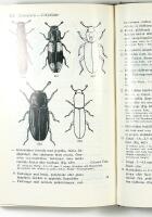 F&auml;ltfauna &ndash; INSEKTER 1 + 2:1 + 2:2