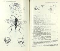 F&auml;ltfauna &ndash; INSEKTER 1 + 2:1 + 2:2