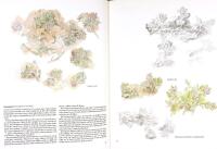 FAGNINGROS OCH JORDSYREN och andra gotl&auml;ndska v&auml;xter