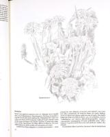 FAGNINGROS OCH JORDSYREN och andra gotl&auml;ndska v&auml;xter