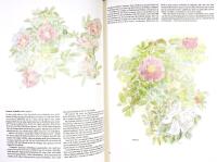 FAGNINGROS OCH JORDSYREN och andra gotl&auml;ndska v&auml;xter