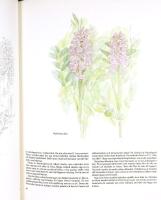 FAGNINGROS OCH JORDSYREN och andra gotl&auml;ndska v&auml;xter