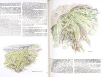 FAGNINGROS OCH JORDSYREN och andra gotl&auml;ndska v&auml;xter