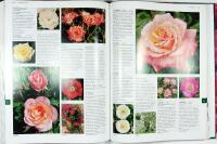 Botanica ROSOR &ndash; Encyklopedi &ouml;ver tr&auml;dg&aring;rds- och vildrosor