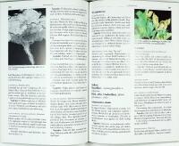 V&Auml;XTSKYDD I TR&Auml;DG&Aring;RD