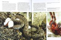 V&Auml;RLDENS GIFTIGASTE DJUR