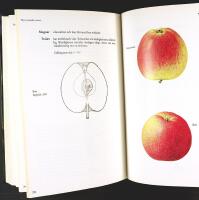 V&Aring;RA &Auml;PPLESORTER &ndash; Deras historia, egenskaper och k&auml;nnetecken