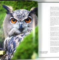 ELD&Ouml;GON &ndash; M&ouml;ten med Sveriges ugglor