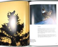 ELD&Ouml;GON &ndash; M&ouml;ten med Sveriges ugglor