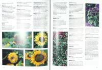 SOMMARBLOMMOR &ndash; Ge tr&auml;dg&aring;rden ny skepnad varje &aring;r