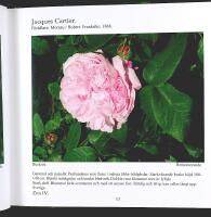 ROSOR &ndash; Kl&auml;tterrosor, buskrosor, klasblommiga rosor, storblommiga rosor