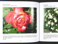 ROSOR &ndash; Kl&auml;tterrosor, buskrosor, klasblommiga rosor, storblommiga rosor