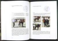 ISLANDSH&Auml;STEN &ndash; V&auml;gen till framg&aring;ng med h&auml;sten som partner