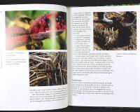 PIONER &ndash; Norsk!