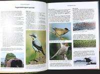 MED KIKARE OCH KAFFETERMOS &ndash; Handbok i f&aring;gelsk&aring;dning