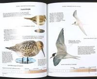 MED KIKARE OCH KAFFETERMOS &ndash; Handbok i f&aring;gelsk&aring;dning