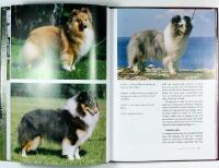 SHETLAND SHEEPDOG