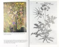 PELARGONER &ndash; Kulturarv i kruka