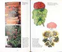 PELARGONER &ndash; Kulturarv i kruka