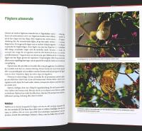 BLI EN FULLFJ&Auml;DRAD F&Aring;GELSK&Aring;DARE