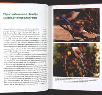 BLI EN FULLFJ&Auml;DRAD F&Aring;GELSK&Aring;DARE