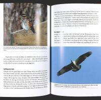 BLI EN FULLFJ&Auml;DRAD F&Aring;GELSK&Aring;DARE