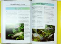 STORA AKVARIEGUIDEN &ndash; Tropiska s&ouml;tvattenfiskar &ndash; &Ouml;ver 200 fiskarter
