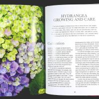 HYDRANGEAS &ndash; Beautiful Varieties for Home and Garden