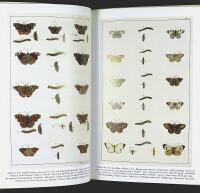 BUTTERFLIES & Insects &ndash; Albertus Seba