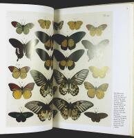 BUTTERFLIES & Insects &ndash; Albertus Seba