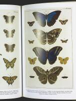 BUTTERFLIES & Insects &ndash; Albertus Seba