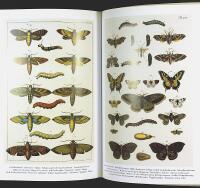 BUTTERFLIES & Insects &ndash; Albertus Seba