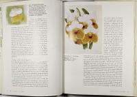 ORKID&Eacute; &ndash; Dr&ouml;mmen om evig sk&ouml;nhet