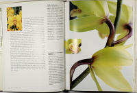 ORKID&Eacute; &ndash; Dr&ouml;mmen om evig sk&ouml;nhet