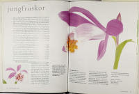 ORKID&Eacute; &ndash; Dr&ouml;mmen om evig sk&ouml;nhet