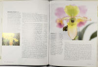 ORKID&Eacute; &ndash; Dr&ouml;mmen om evig sk&ouml;nhet