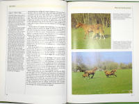 DET F&Ouml;RSTA &Aring;RET - Ber&auml;ttelsen om ett f&ouml;l