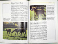 DET F&Ouml;RSTA &Aring;RET - Ber&auml;ttelsen om ett f&ouml;l