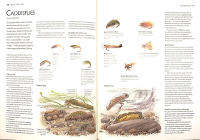 The Complete Book of FLY FISHING &ndash; The Fish, the Water, the Flies and the Challenge