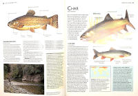The Complete Book of FLY FISHING &ndash; The Fish, the Water, the Flies and the Challenge