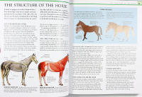 Complete HORSE RIDING Manual