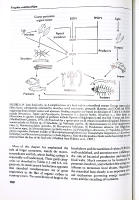 STREAM ECOLOGY &ndash; Structure and function of running waters