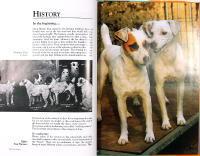 JACK RUSSELL TERRIER
