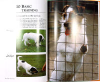 JACK RUSSELL TERRIER