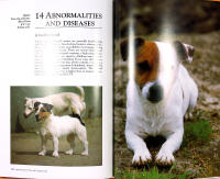 JACK RUSSELL TERRIER