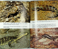 LIZARDS IN CAPTIVITY