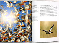 F&Aring;GELRESOR &ndash; Guide till Europas b&auml;sta f&aring;gelsk&aring;dning